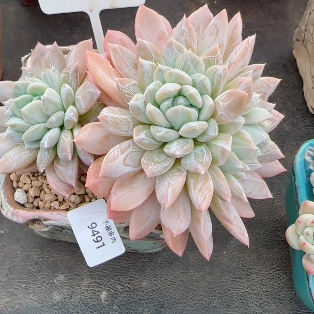 维京丝，9491多肉植物