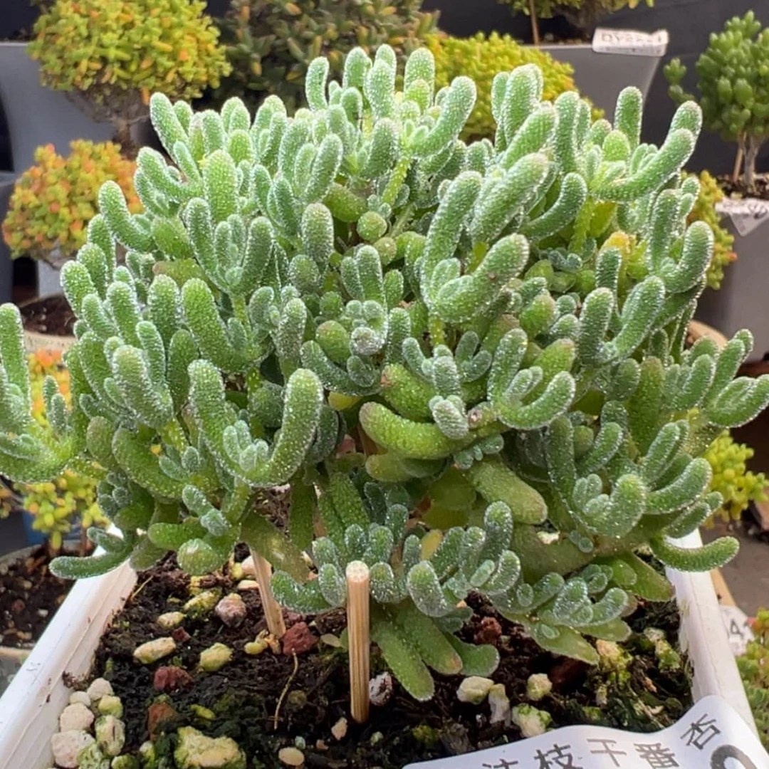 【闪购商品】下播炸dy6657实生冰晶冠幅7.5cm