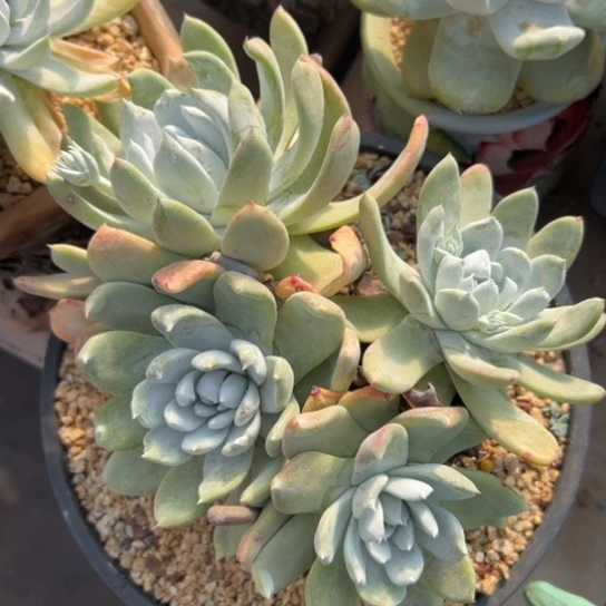 拇指杂～一物一拍大粗腿3577