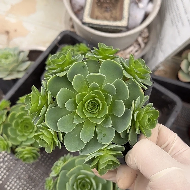 简***爱山地玫瑰一物一拍带盆发