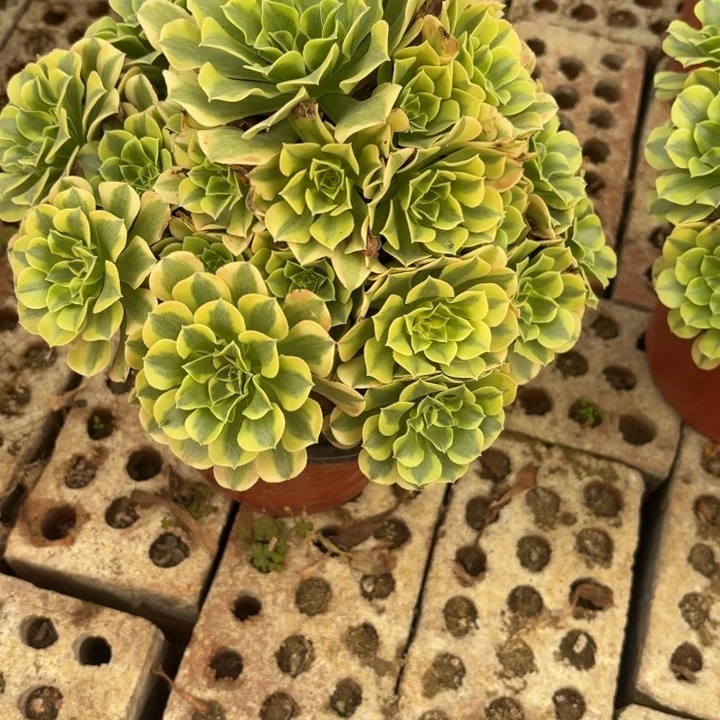 绿豆沙歪多肉不包损8