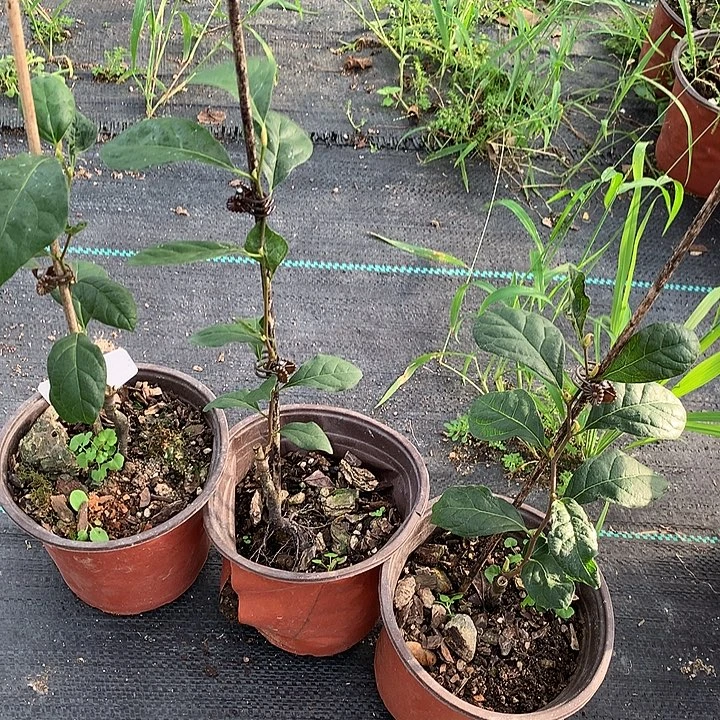 无花朵洛神嫁接苗28.8