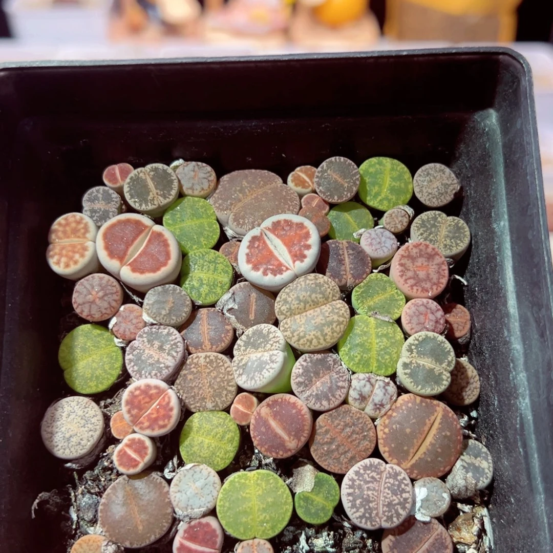 85-518多肉多肉整盒包邮