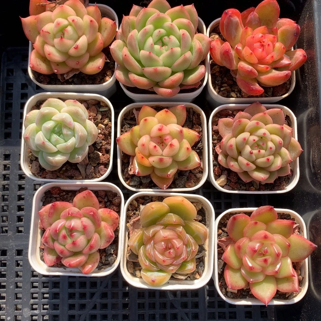 1207-59 套餐一组