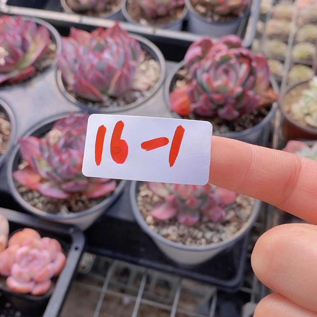 16-1小胖墩橙单头三颗量拍