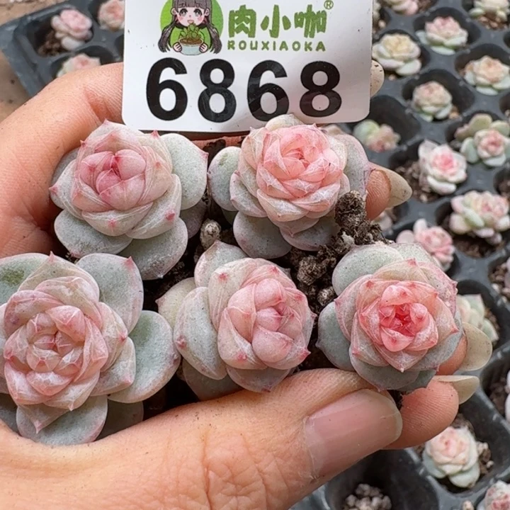 多肉植物多肉植物