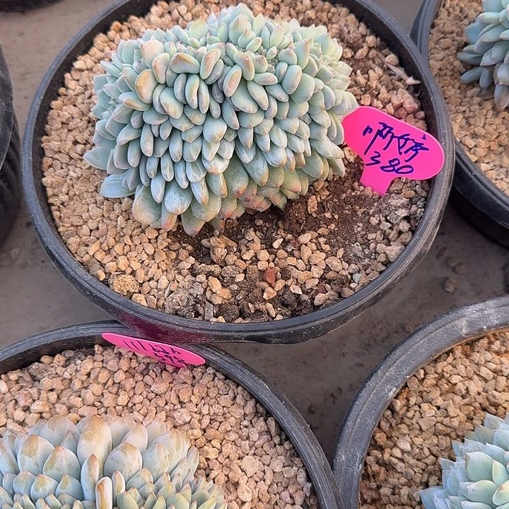 无花朵搬****婷一物一拍星影缀化