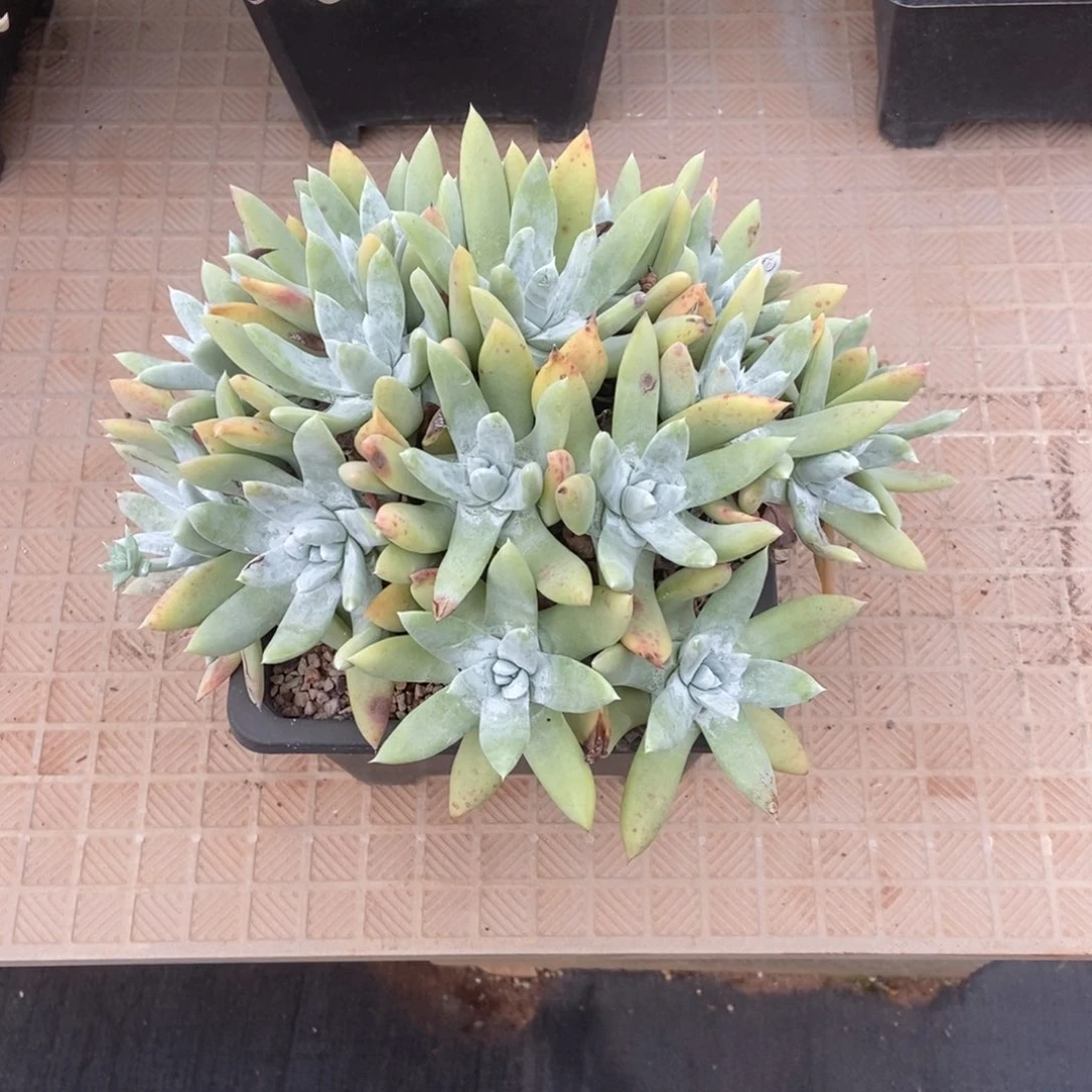 阿金尼拇指个体多肉植物
