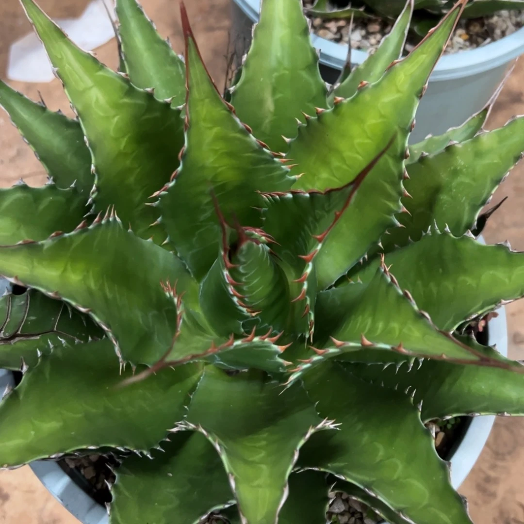 多肉植物龙舌兰道
