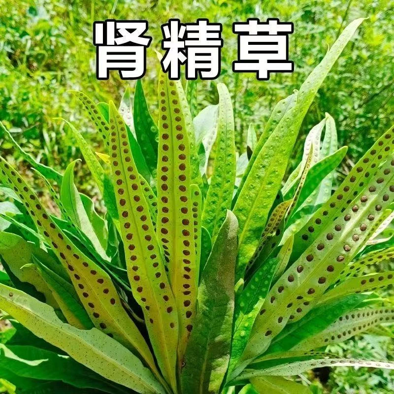 【野生肾精草】小叶母叶全袍子粉采摘中草药肾精草特级泡水强力身体