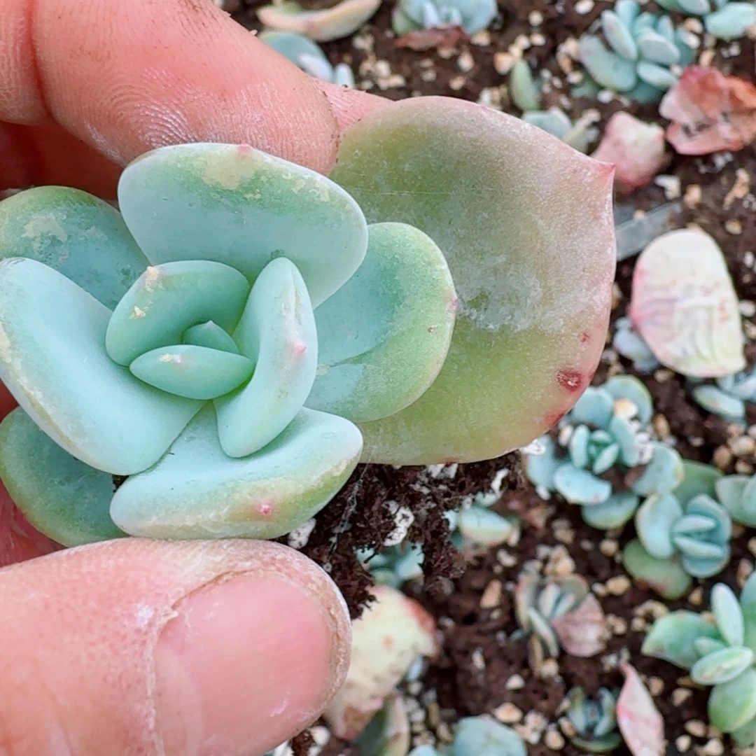 冰红茶一颗量拍31-32