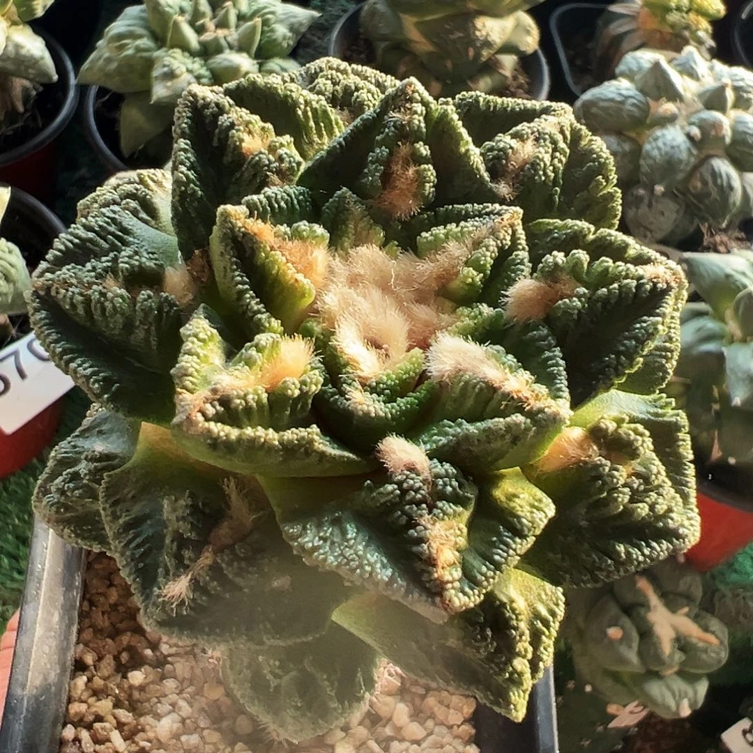 无花朵福利大尤隔尤辛顿牡丹957