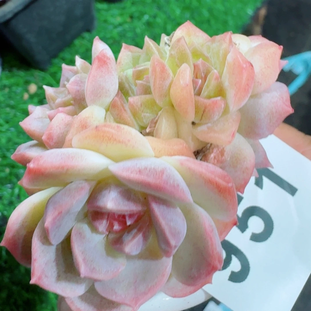 梦幻泡影      愿你一路坦途，乘风破浪展宏图