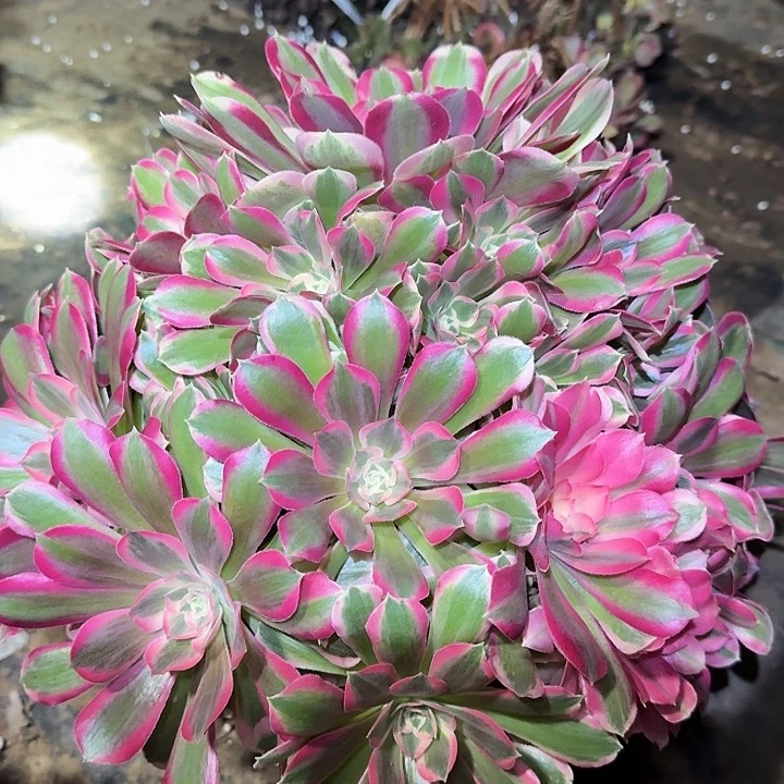 新品种妖月巨无霸亏本福利