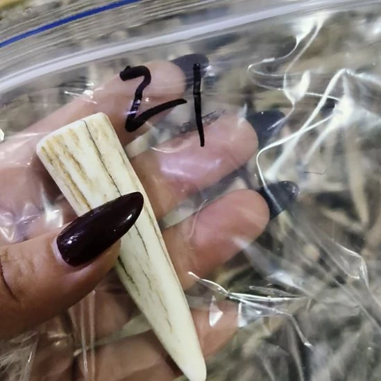 幸***兔鹿角鹿角鹿角鹿角鹿角鹿角