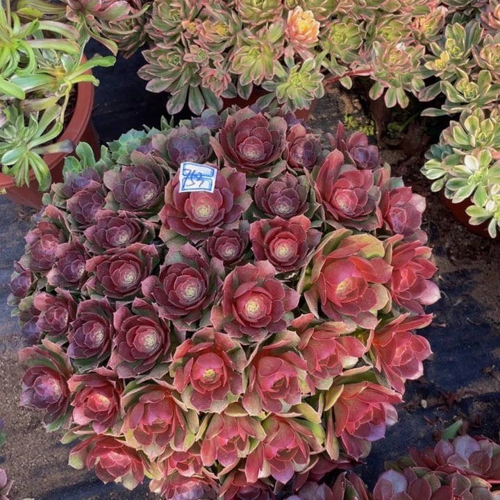 花753万圣节，，，，