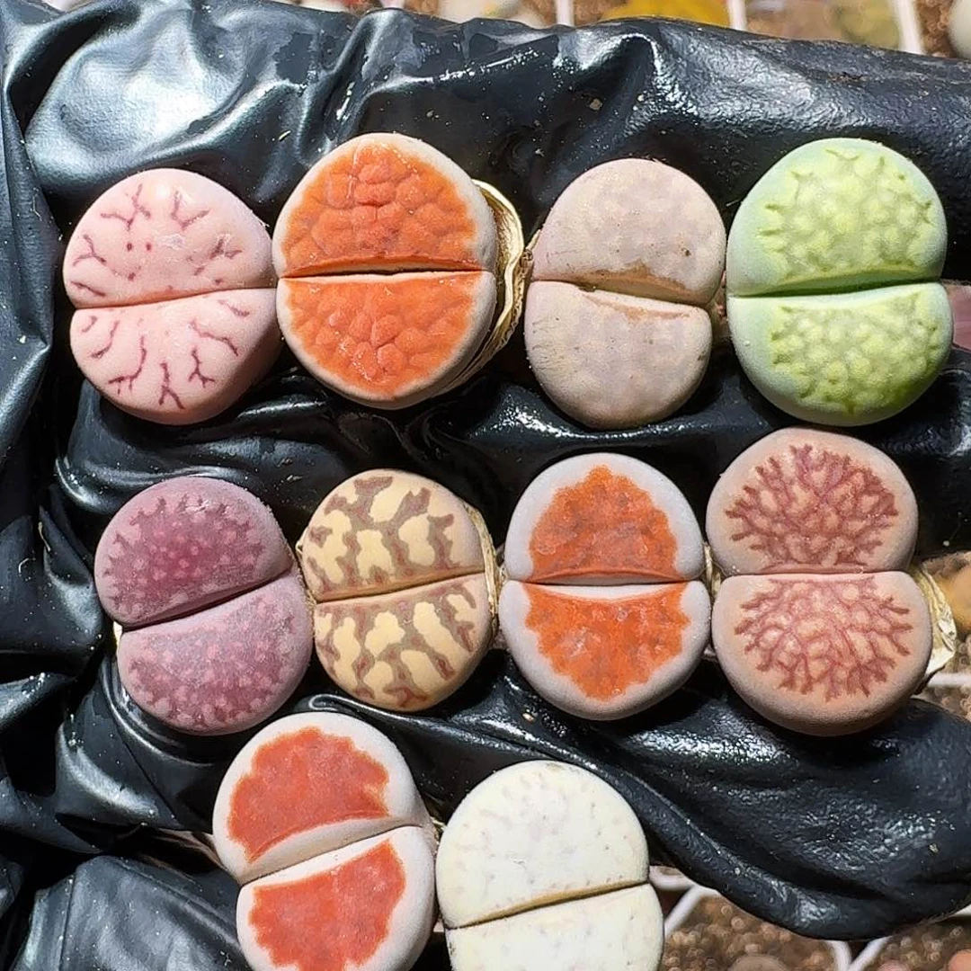 生石花等11111112。   259