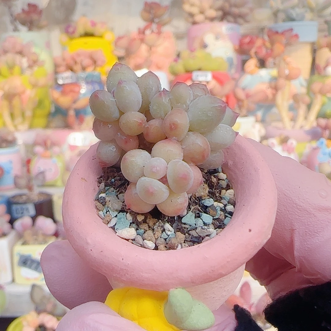 L 迷你彩虹奶 盆口2.5cm