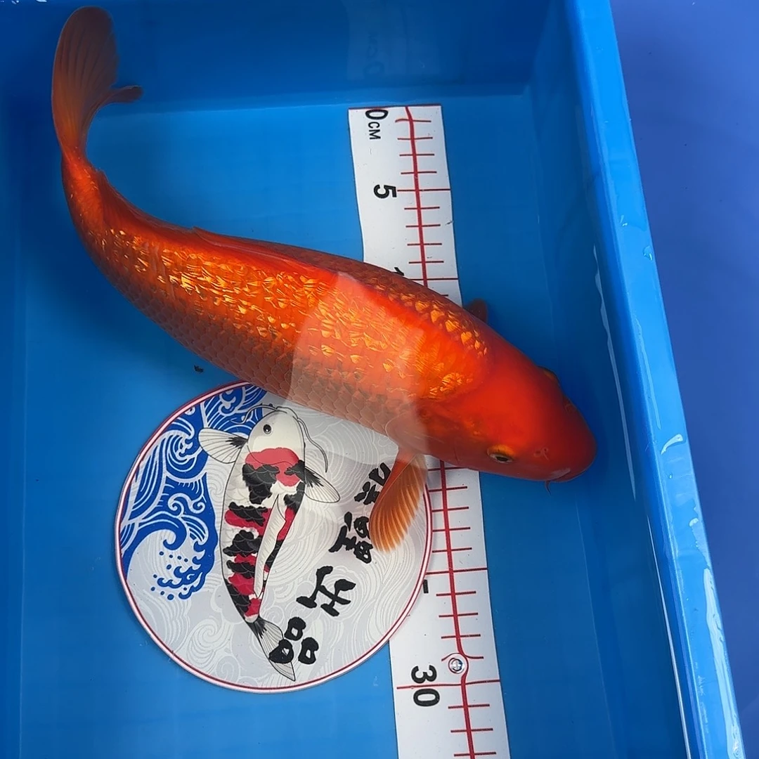 锦鲤红芥子银鳞活体