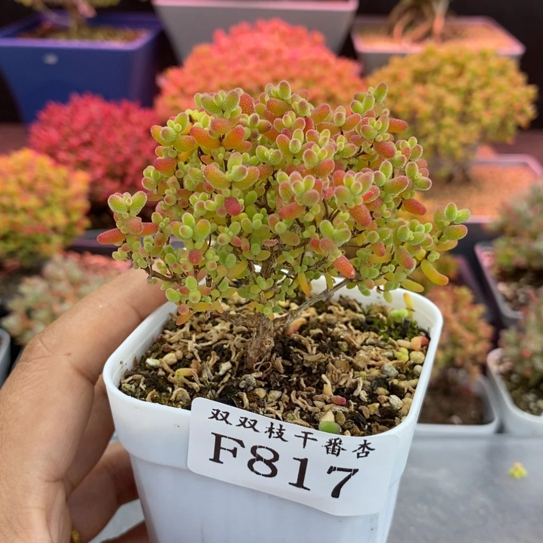 817蜜橘。