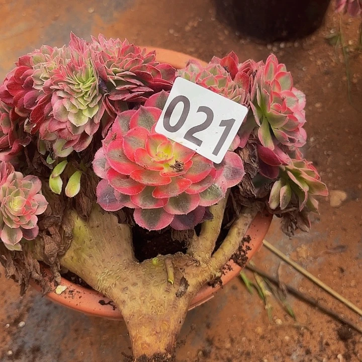 敏***敏多肉植物福利来021个