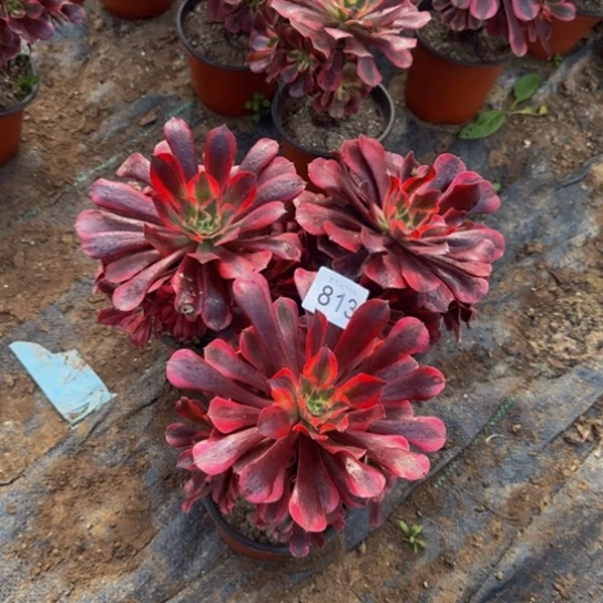 美杜莎3棵3号棚813