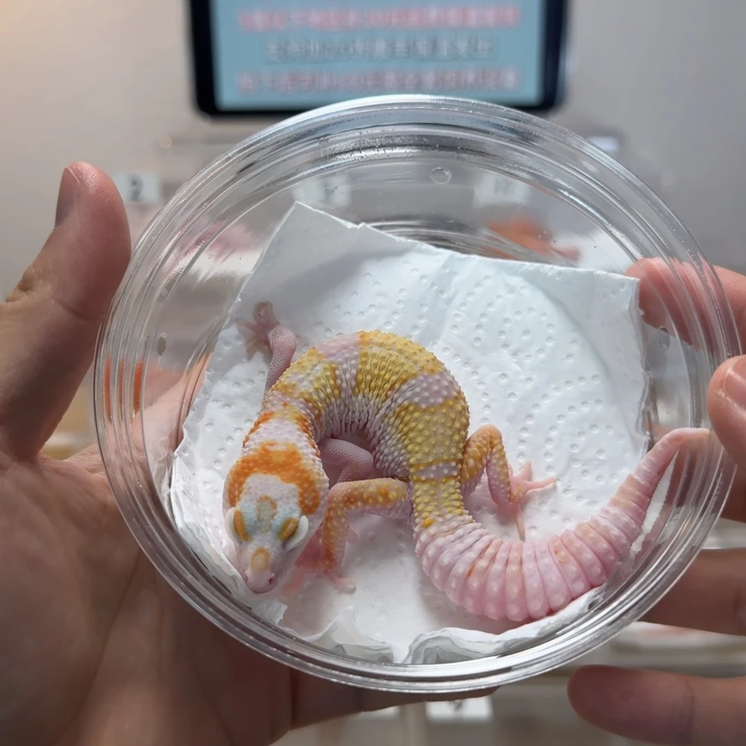 豹纹守宫白黄雪花蜡笔川普妹妹