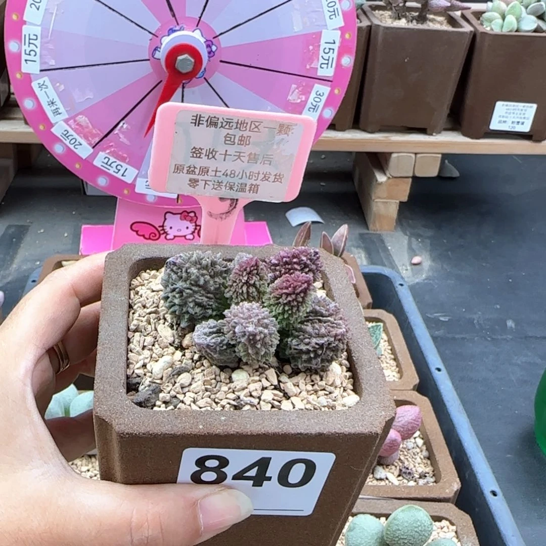 840朱紫玉多肉植物