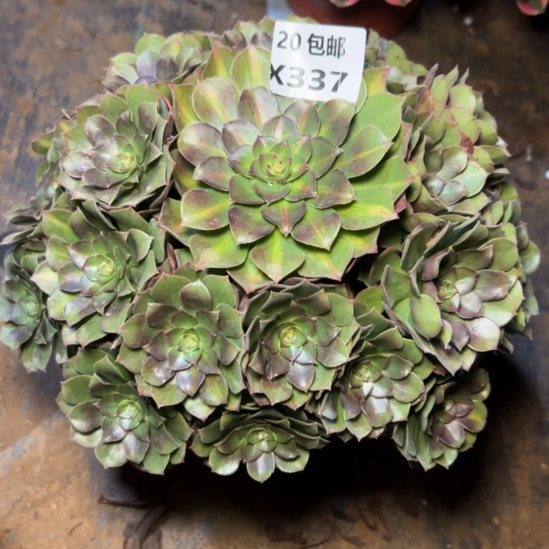 337倾城中斑满20包邮嘟叮熊