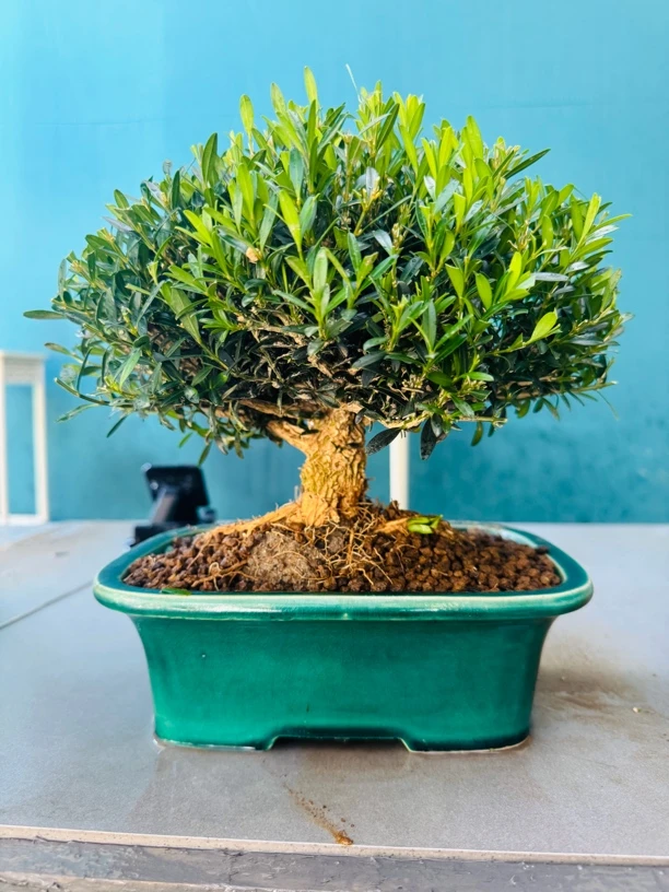 掌中宝精品雀舌黄杨盆景助农花卉