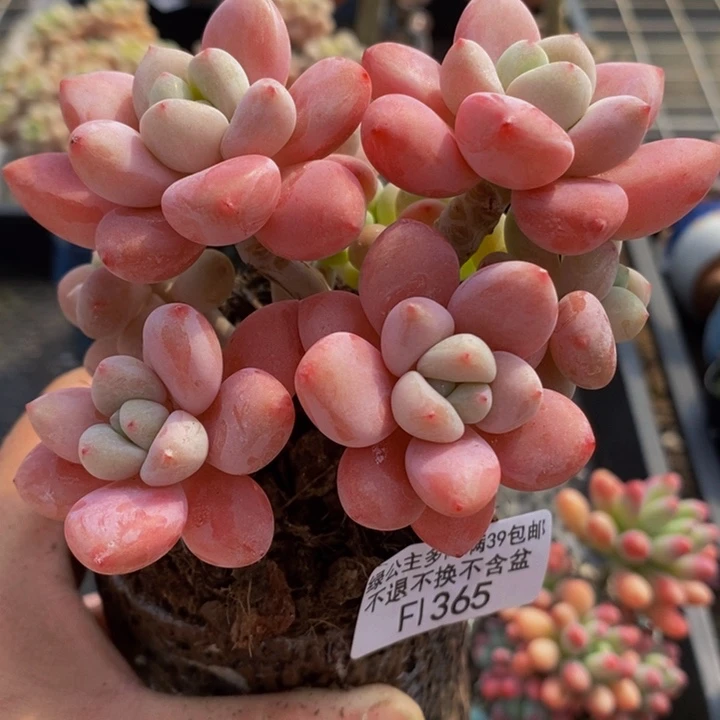 樱花洛神10vm365多肉