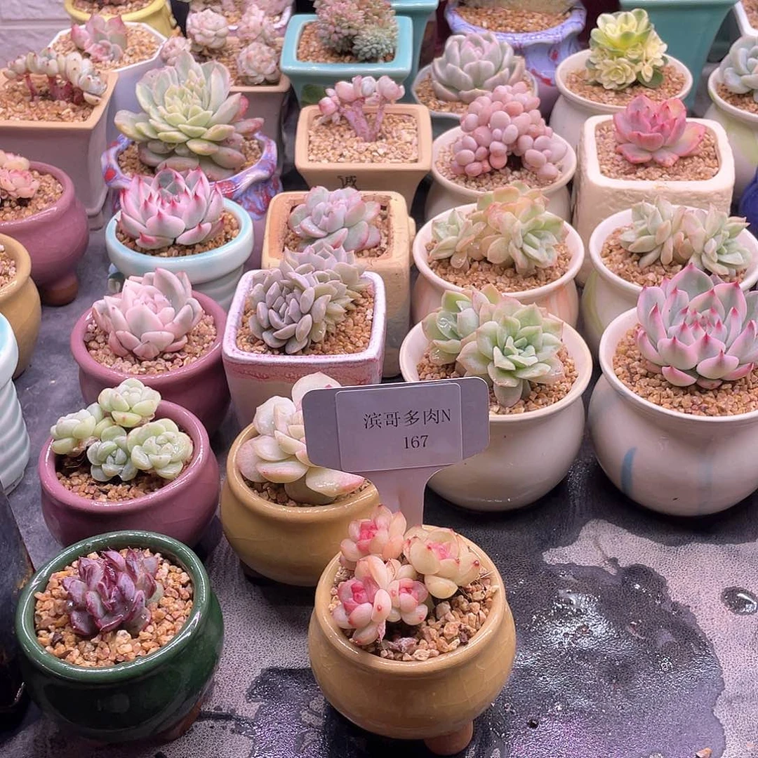 臭****?滨哥多肉N167四头琴心