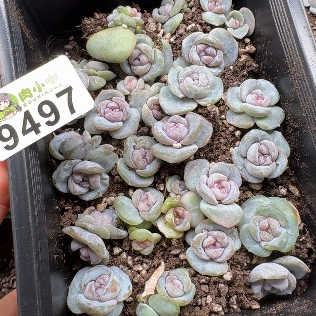 日****多肉植物多肉植物