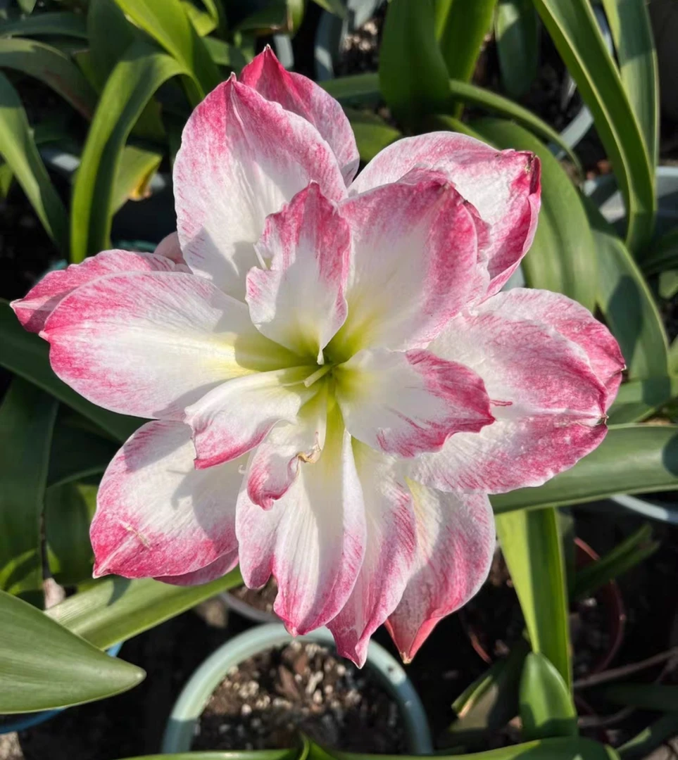 朱顶红种球自然球汤姆6公分多侧