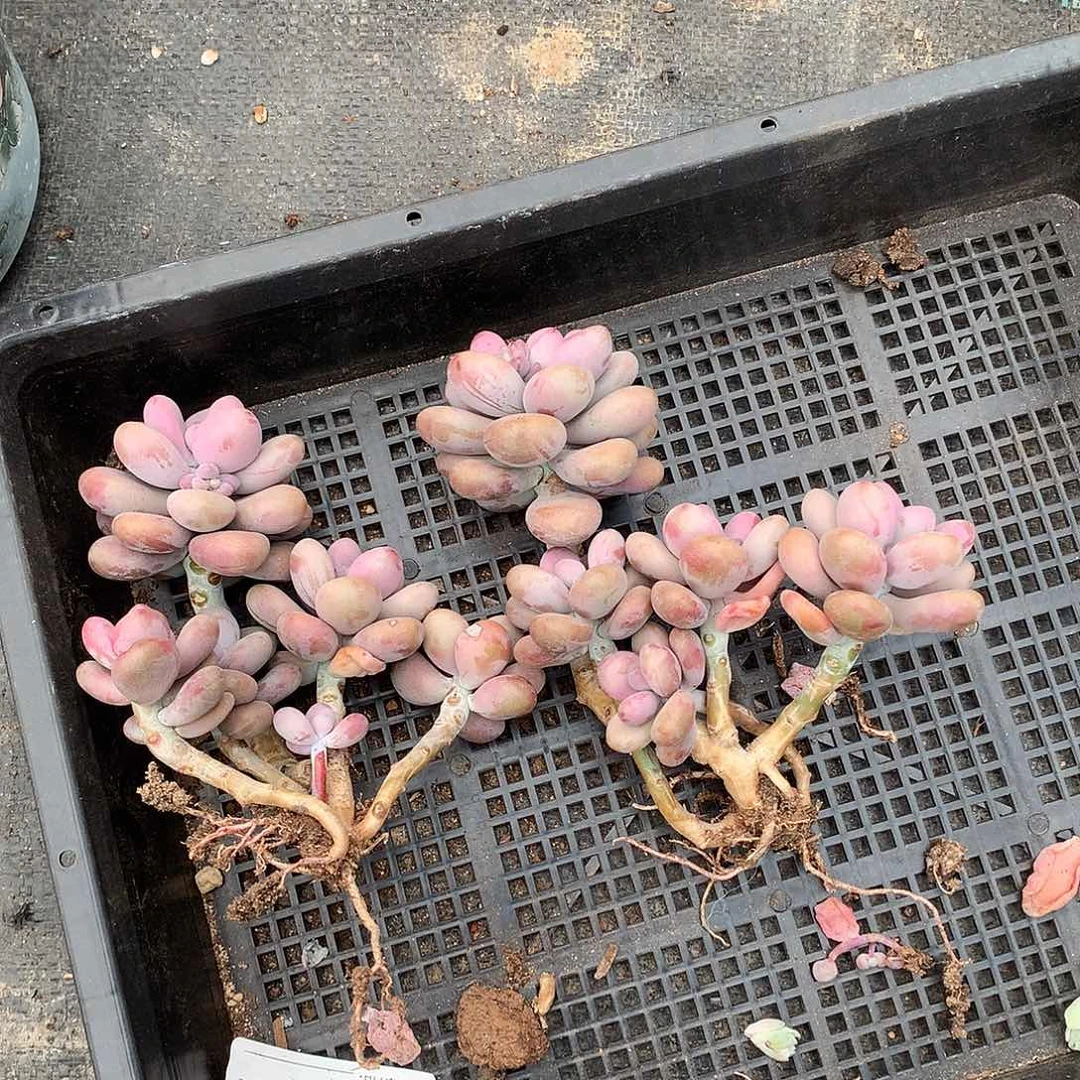 圆叶桃蛋一物一拍两颗