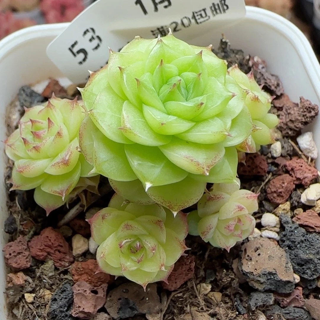 ?****来花语逸镜0119-53