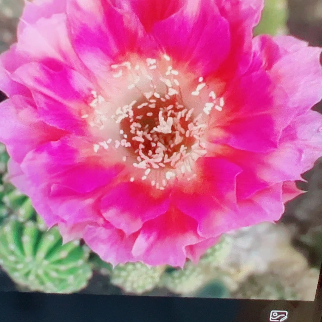 丽花 菲云落 侧芽 满20包邮