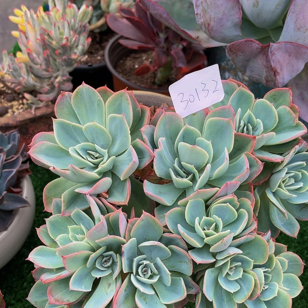 司*雨后彩虹30132