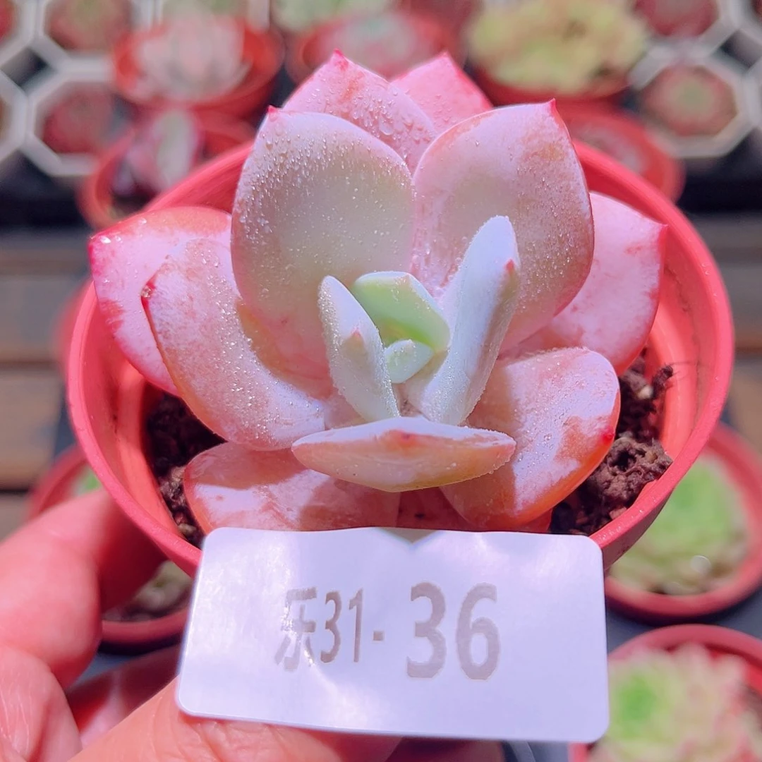 乐然31-36 白凤单头