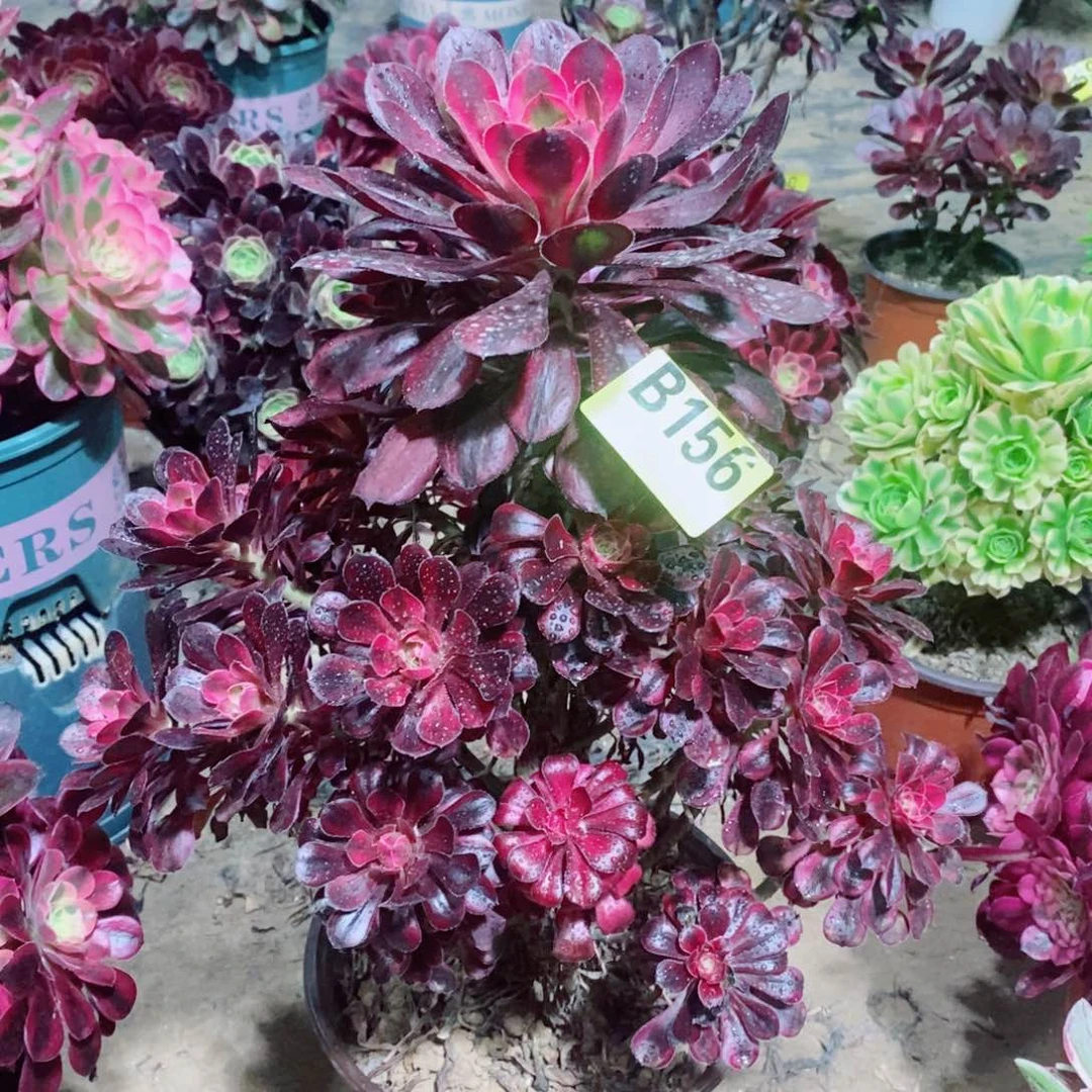 香奈儿多肉法师156