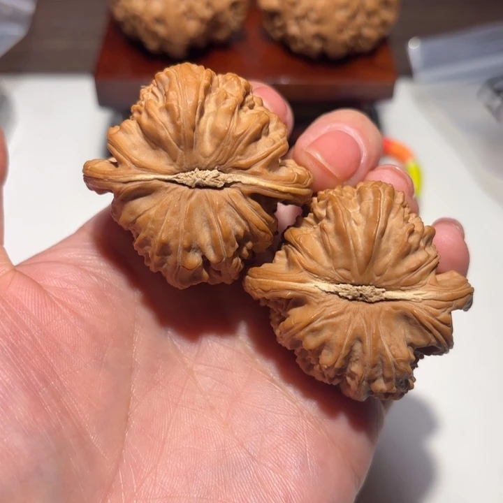 核桃43尺寸白狮子