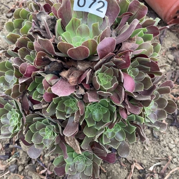 无花朵072多肉植物欧若拉
