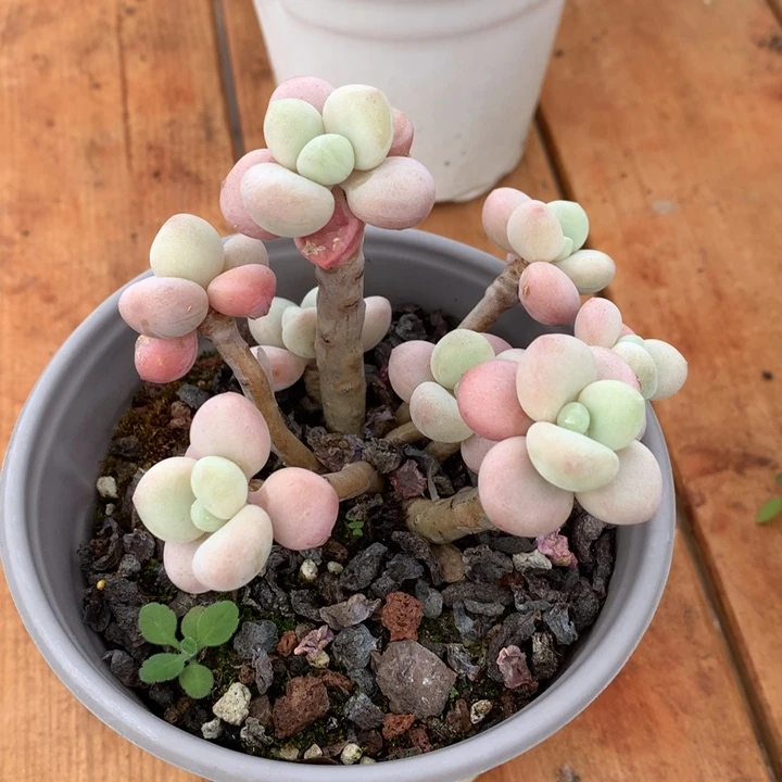 精控香水洛神多肉