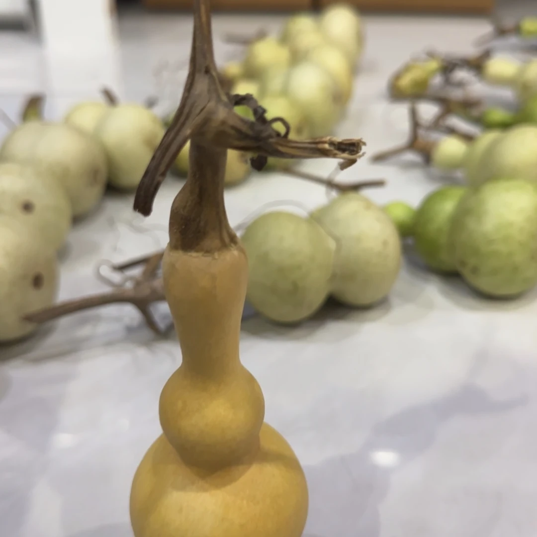 青皮不包成青皮不包成