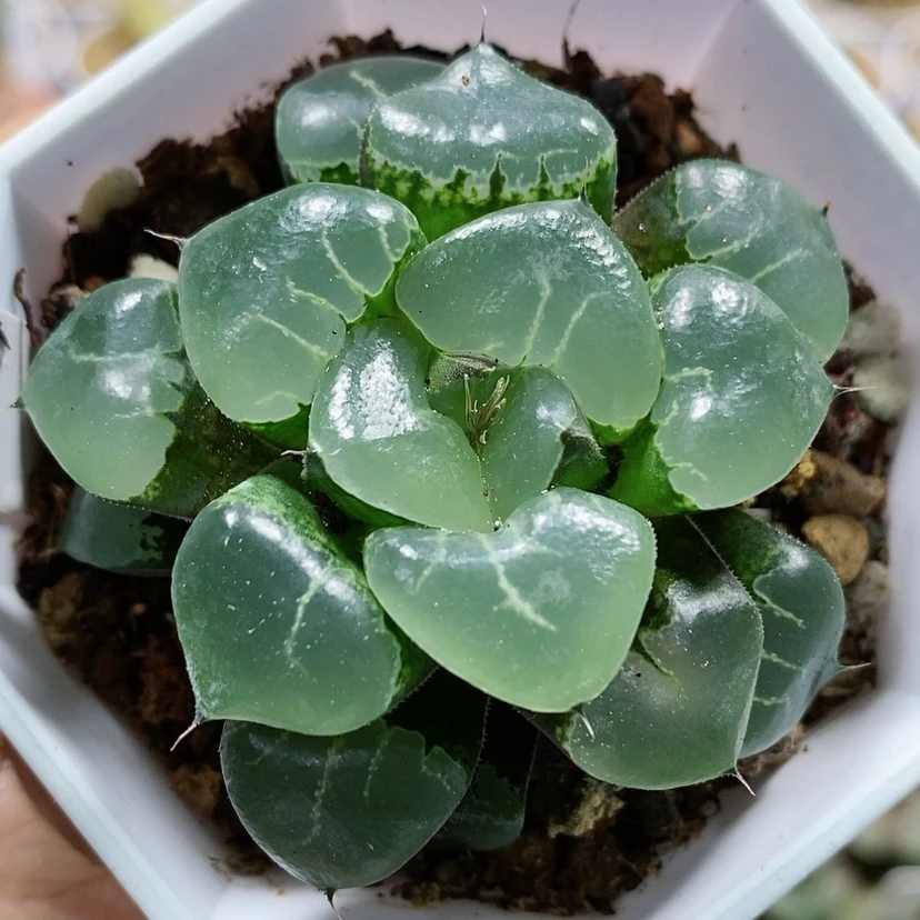 【闪购商品】40姬翠