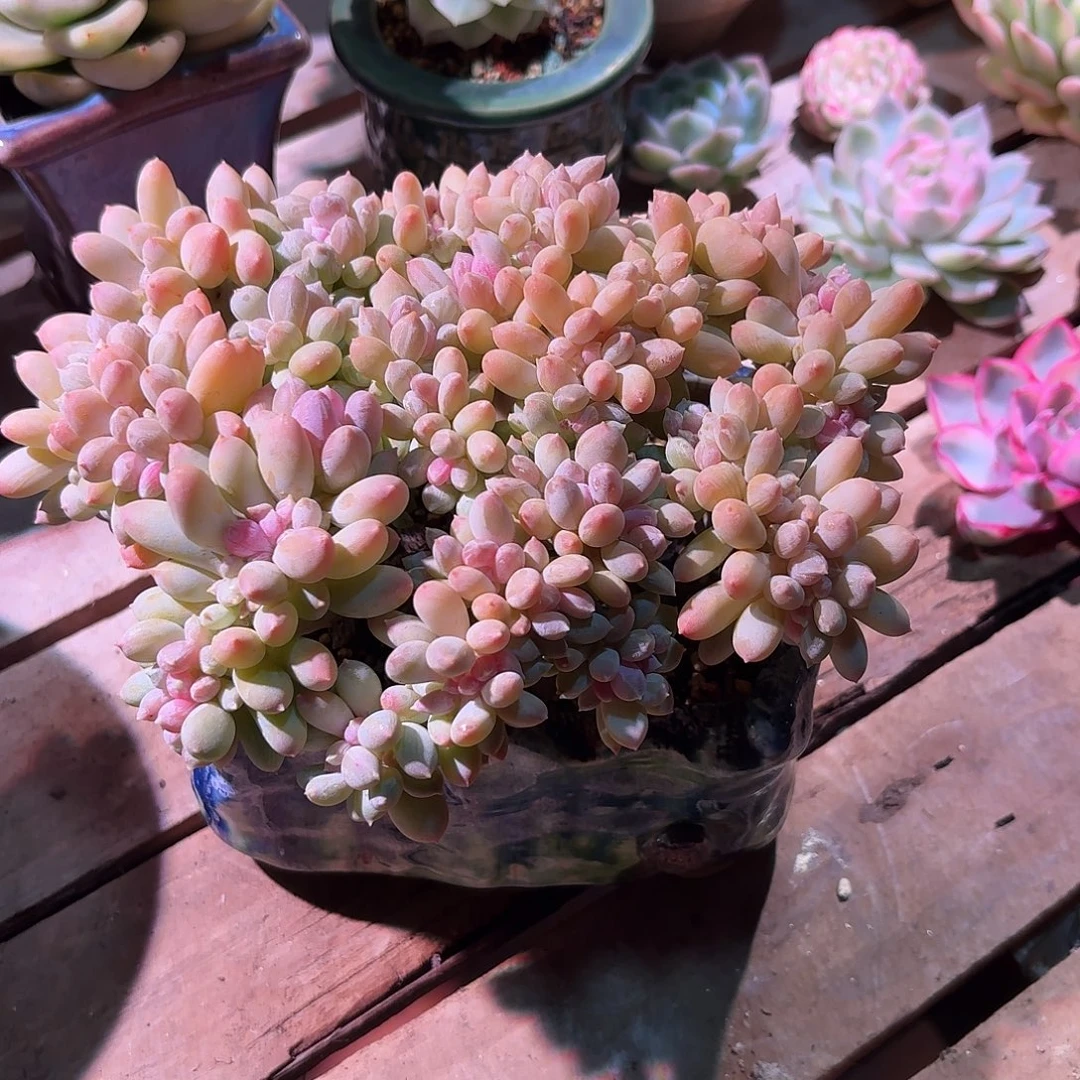 灰姑娘缀化多肉多肉