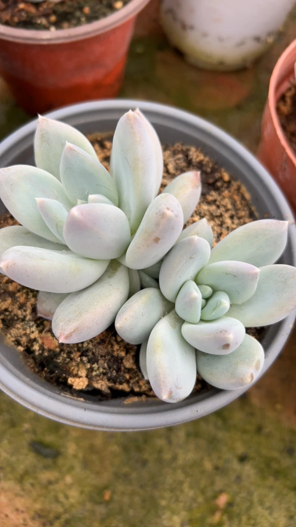 美人系，列伊丽莎白乒乓福娘锦多肉植物金先生