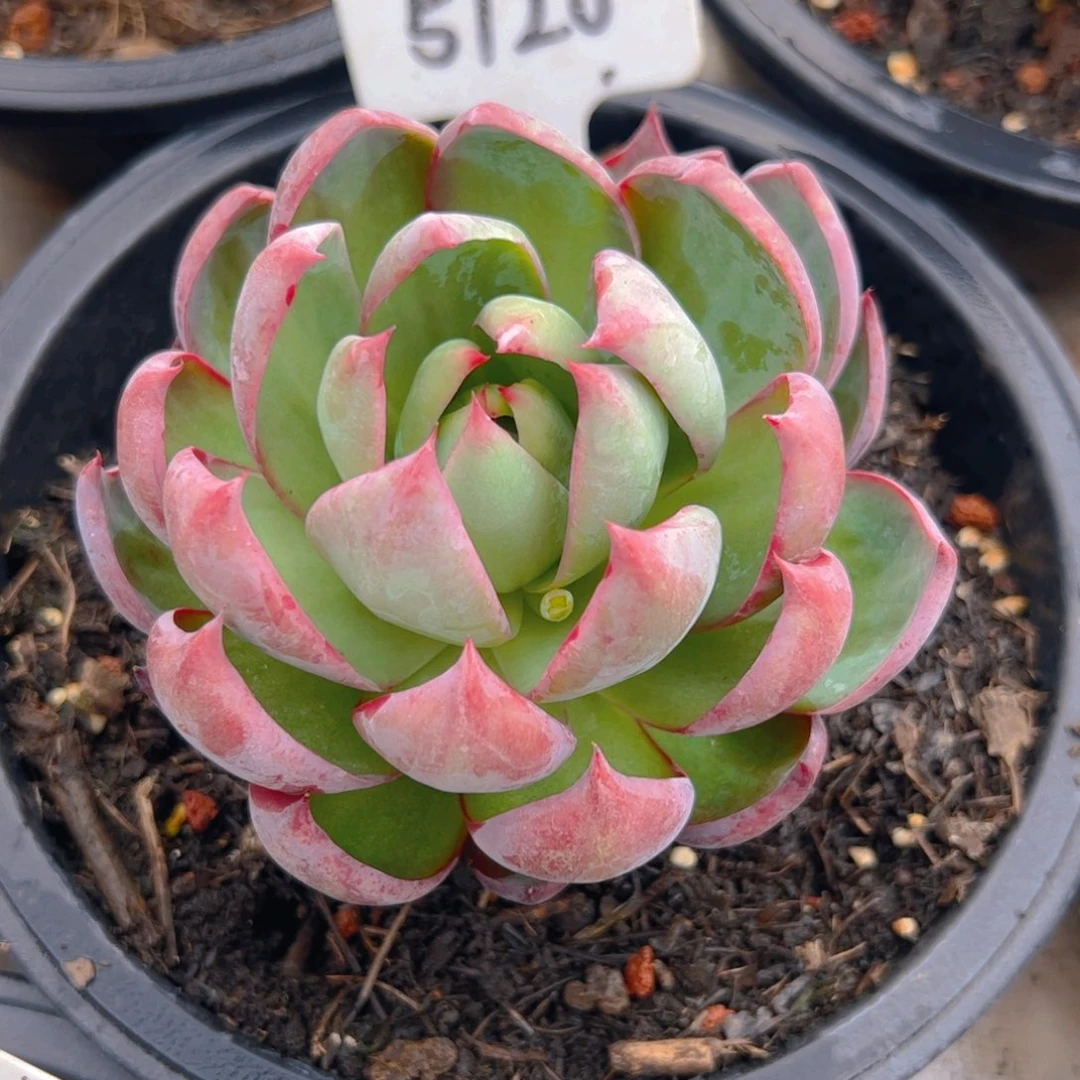 ?****?惊鸿仙子一物一拍5120