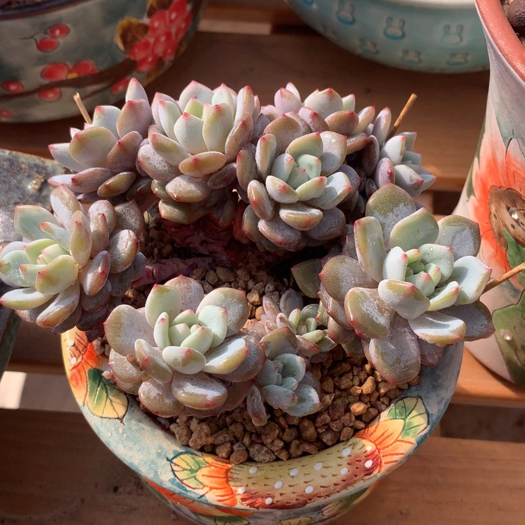 星橙啊啊啊啊啊啊啊啊