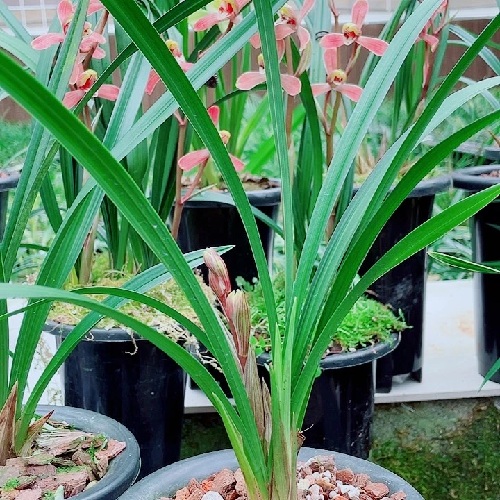 声***工完全开放一物一漂亮